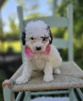 Darcy, a female Poodle - Miniature  for sale in Romulus, NY – 5 of 6