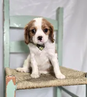 Connor, a male Cavalier King Charles Spaniel for sale in Romulus, NY – Photo 2 of 6