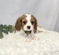 Connor, a male Cavalier King Charles Spaniel for sale in Romulus, NY – Photo 3 of 6