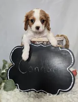 Connor, a male Cavalier King Charles Spaniel for sale in Romulus, NY – Photo 6 of 6