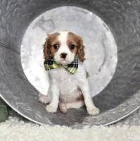 Connor, a male Cavalier King Charles Spaniel for sale in Romulus, NY – Photo 4 of 6