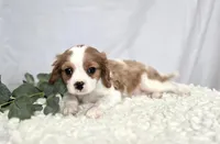 Connor, a male Cavalier King Charles Spaniel for sale in Romulus, NY – Photo 5 of 6