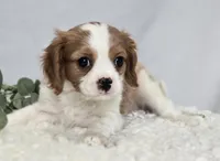 Connor, a male Cavalier King Charles Spaniel for sale in Romulus, NY – Photo 1 of 6