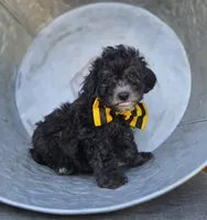 Carter, a male Poodle - Miniature  for sale in Romulus, NY – 4 of 4