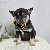 Toddy, a male Pomsky for sale in Romulus, NY – Photo 2 of 4