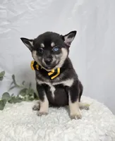 Toddy, a male Pomsky for sale in Romulus, NY – Photo 2 of 4