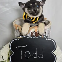 Toddy, a male Pomsky for sale in Romulus, NY – Photo 3 of 4
