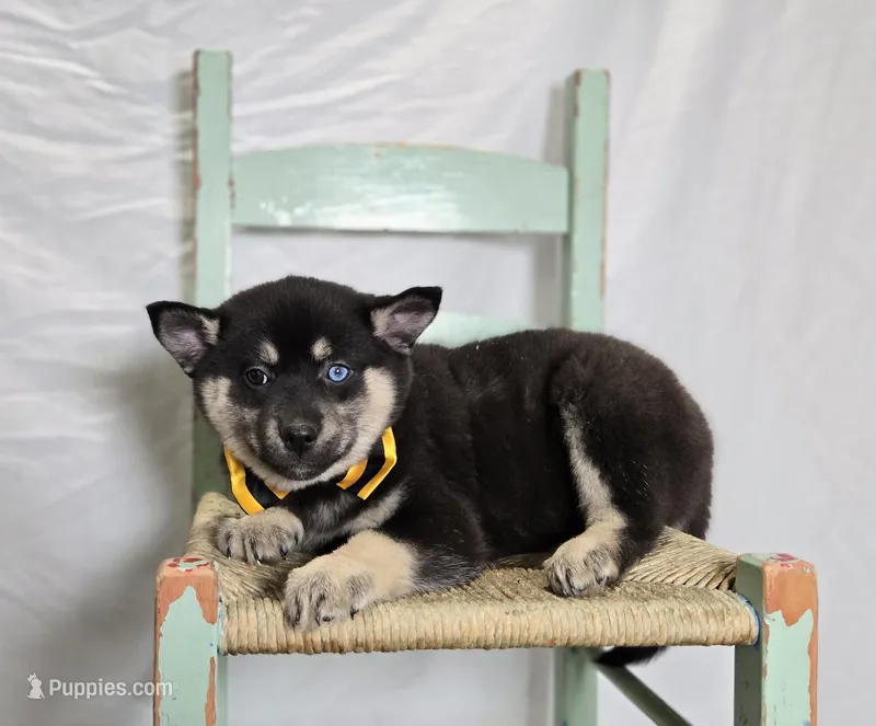 Toddy, a male Pomsky for sale in Romulus, NY – Photo 1 of 4