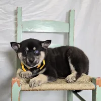 Toddy, a male Pomsky for sale in Romulus, NY – Photo 1 of 4