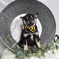 Toddy, a male Pomsky for sale in Romulus, NY – Photo 4 of 4