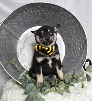 Toddy, a male Pomsky for sale in Romulus, NY – Photo 4 of 4