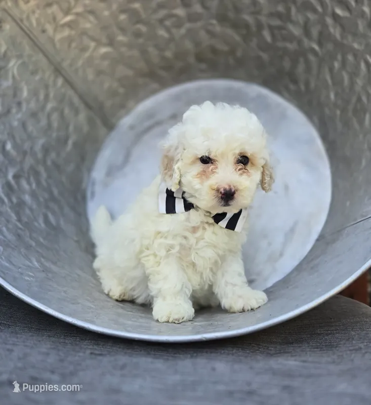 Dillon – Poodle - Miniature  puppy for sale in Romulus, NY