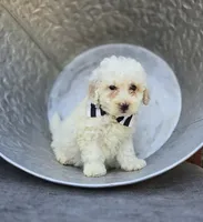 Dillon, a male Poodle - Miniature  for sale in Romulus, NY – 1 of 4
