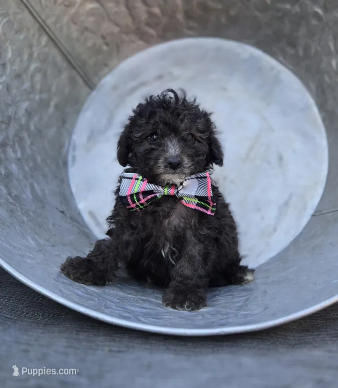 Cathy – Poodle - Miniature  puppy for sale in Romulus, NY