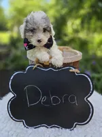 Debra, a female Poodle - Miniature  for sale in Romulus, NY – 3 of 4