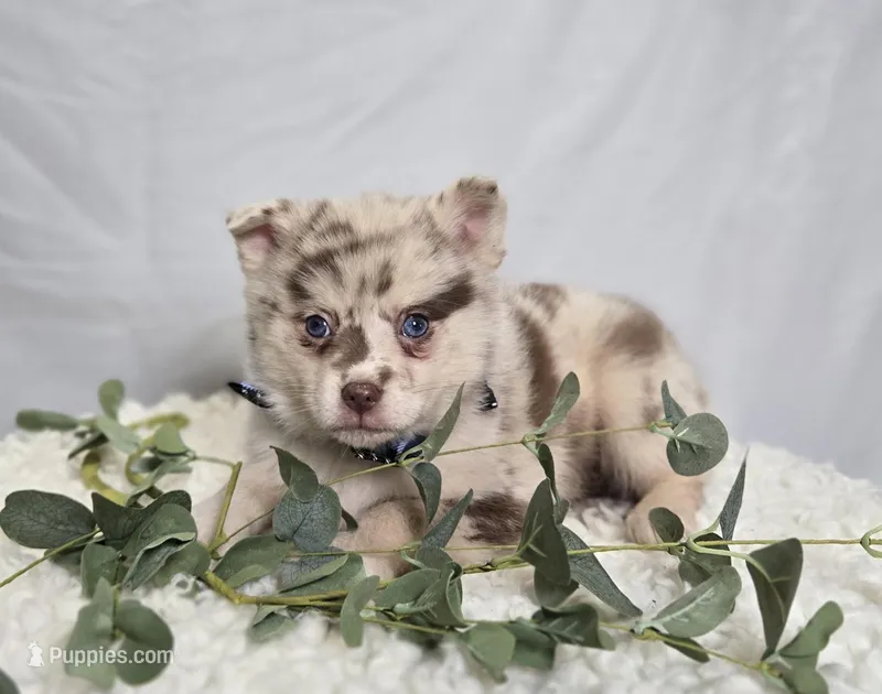 Spencer, a male Pomsky for sale in Romulus, NY – Photo 1 of 4