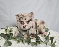 Spencer, a male Pomsky for sale in Romulus, NY – Photo 1 of 4