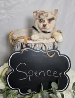Spencer, a male Pomsky for sale in Romulus, NY – Photo 4 of 4