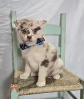 Spencer, a male Pomsky for sale in Romulus, NY – Photo 2 of 4