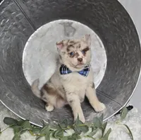 Spencer, a male Pomsky for sale in Romulus, NY – Photo 3 of 4