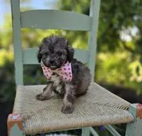 Debbie, a female Poodle - Miniature  for sale in Romulus, NY – 5 of 5
