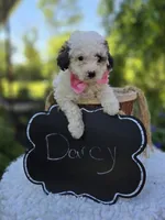 Darcy, a female Poodle - Miniature  for sale in Romulus, NY – 6 of 6