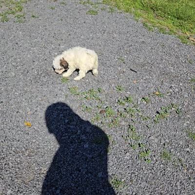 Darcy, a female Poodle - Miniature  for sale in Romulus, NY – 7 of 7