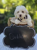 Dillon, a male Poodle - Miniature  for sale in Romulus, NY – 2 of 4