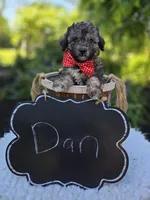 Dan, a male Poodle - Miniature  for sale in Romulus, NY – 2 of 5