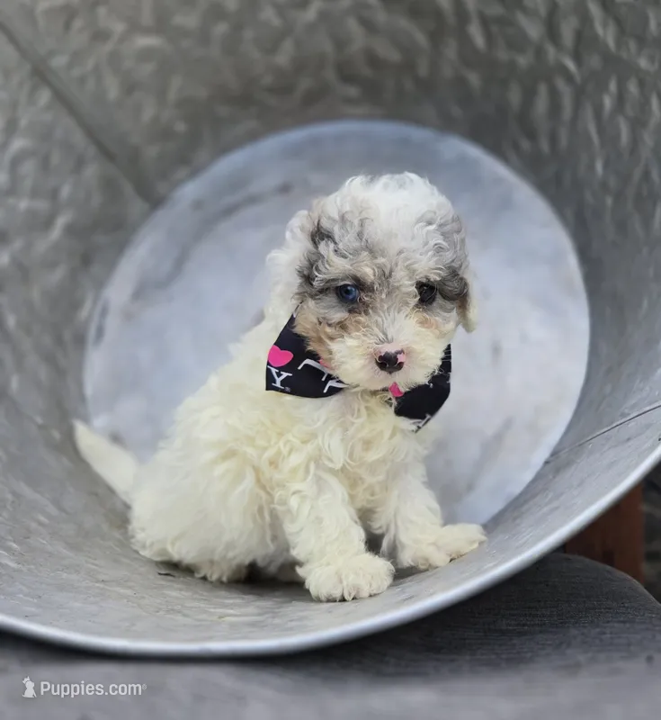 Debra – Poodle - Miniature  puppy for sale in Romulus, NY