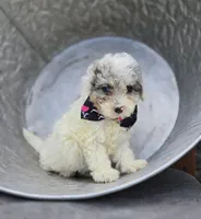 Debra, a female Poodle - Miniature  for sale in Romulus, NY – 1 of 4
