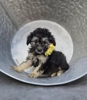 Daffodil, a female Poodle - Miniature  for sale in Romulus, NY – 4 of 4