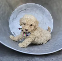 Dolly, a female Poodle - Miniature  for sale in Romulus, NY – 4 of 4