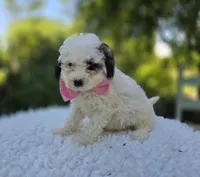 Darcy, a female Poodle - Miniature  for sale in Romulus, NY – 4 of 6