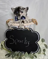 Sparky, a male Pomsky for sale in Romulus, NY – Photo 4 of 4