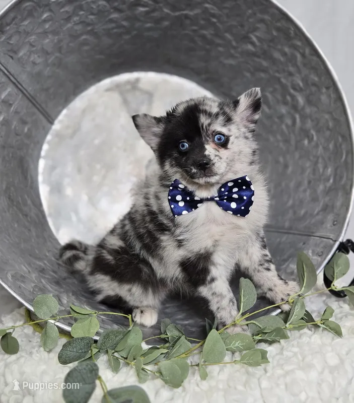 Sparky, a male Pomsky for sale in Romulus, NY – Photo 1 of 4