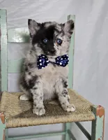 Sparky, a male Pomsky for sale in Romulus, NY – Photo 2 of 4