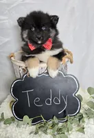 Teddy, a male Pomsky for sale in Romulus, NY – Photo 4 of 4