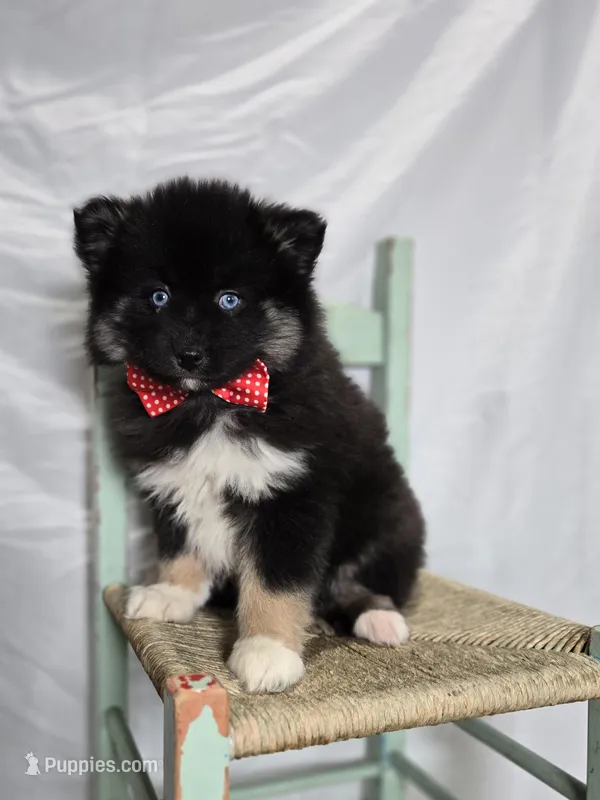 Teddy, a male Pomsky for sale in Romulus, NY – Photo 1 of 4