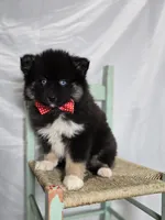 Teddy, a male Pomsky for sale in Romulus, NY – Photo 1 of 4