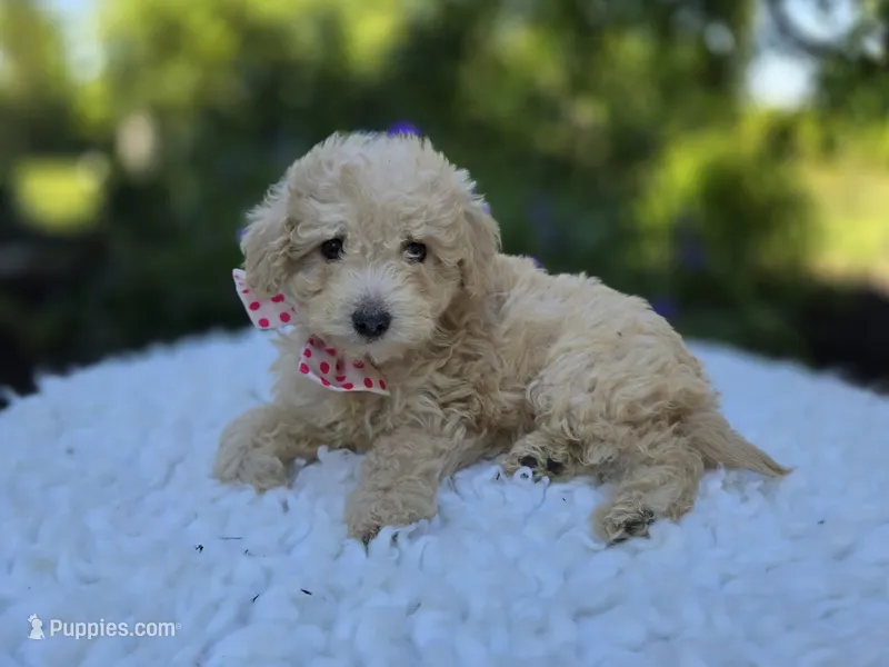 Cassie – Poodle - Miniature  puppy for sale in Romulus, NY