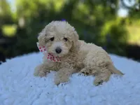 Cassie, a female Poodle - Miniature  for sale in Romulus, NY – 1 of 4