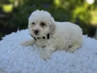 Dillon, a male Poodle - Miniature  for sale in Romulus, NY – 3 of 4