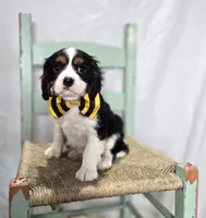 Carter, a male Cavalier King Charles Spaniel for sale in Romulus, NY – Photo 4 of 5