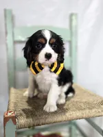 Carter, a male Cavalier King Charles Spaniel for sale in Romulus, NY – Photo 3 of 5