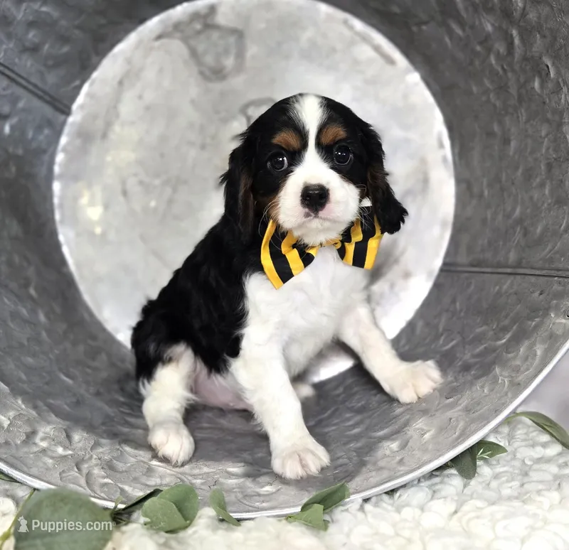 Carter – Cavalier King Charles Spaniel puppy for sale in Romulus, NY