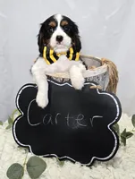 Carter, a male Cavalier King Charles Spaniel for sale in Romulus, NY – Photo 5 of 5