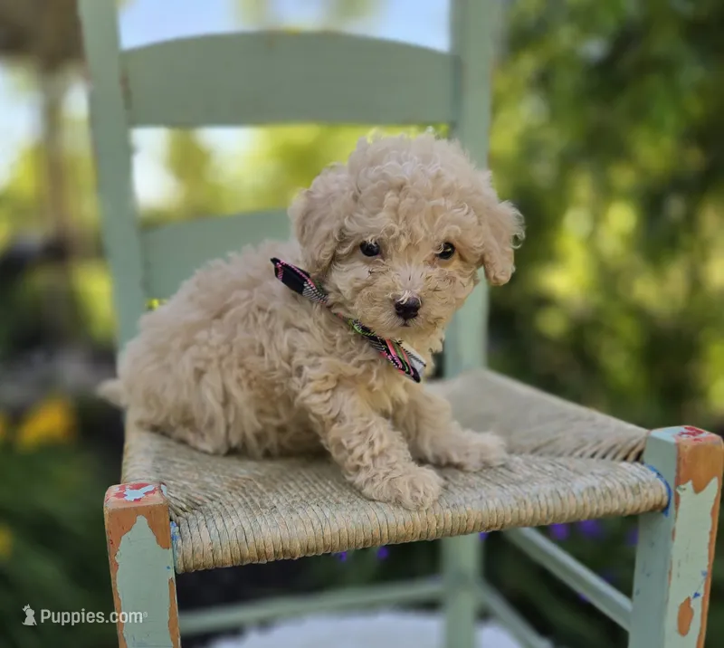 Dolly – Poodle - Miniature  puppy for sale in Romulus, NY