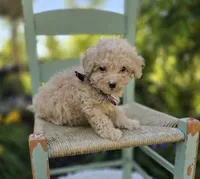Dolly, a female Poodle - Miniature  for sale in Romulus, NY – 1 of 4