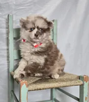 Solly, a male Pomsky for sale in Romulus, NY – Photo 1 of 5